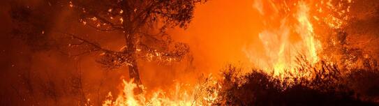 Un feu de forêt intense consume des arbres, avec des flammes hautes
