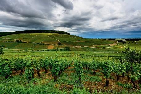 Montagne de Corton, classement du site de la Côte nord de Beaune