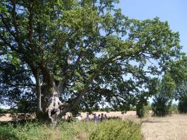 Chêne de Robert le Chouan