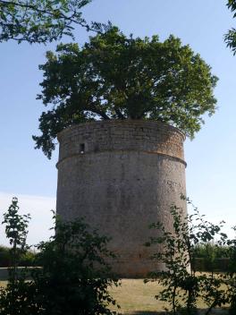 Chêne du pigeonnier